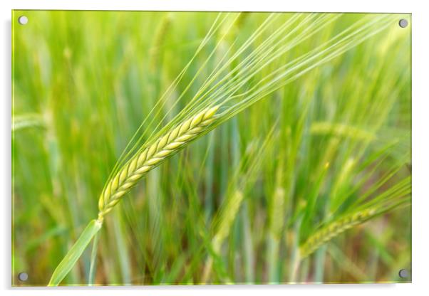 Barley Crop Acrylic by CHRIS BARNARD