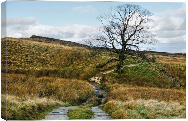 The Pennine Way Footpath Canvas Print by Diana Mower