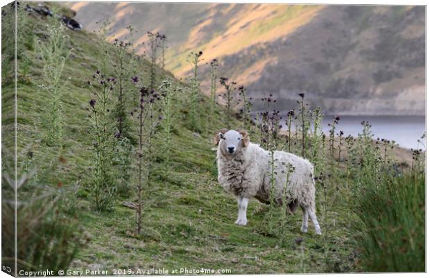 A single Ram, looking at the camera, Wales Canvas Print by Gary Parker