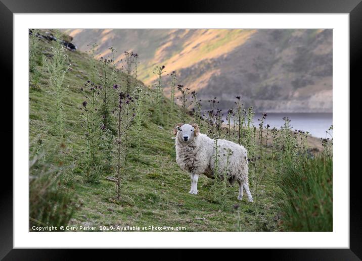 A single Ram, looking at the camera, Wales Framed Mounted Print by Gary Parker