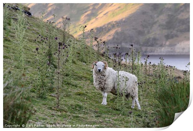 A single Ram, looking at the camera, Wales Print by Gary Parker