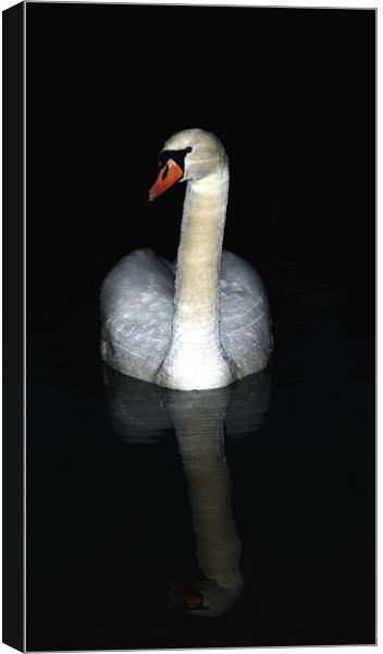 Swan at night Canvas Print by Doug McRae
