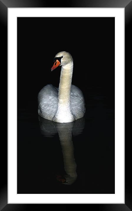 Swan at night Framed Mounted Print by Doug McRae