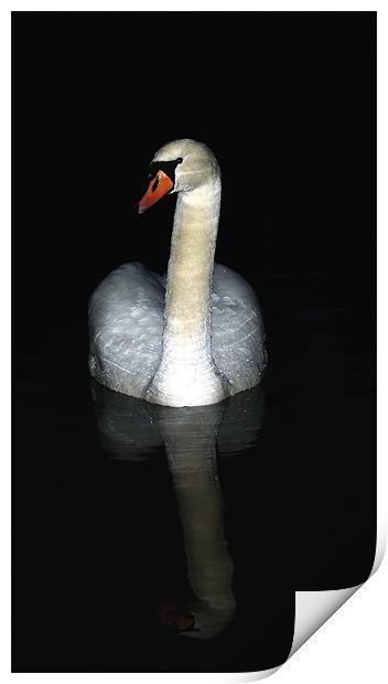 Swan at night Print by Doug McRae