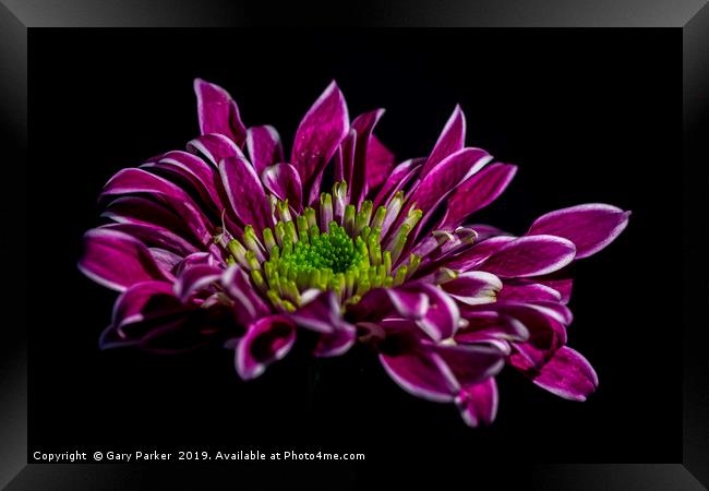 purple flower with white edged petals, isolated Framed Print by Gary Parker