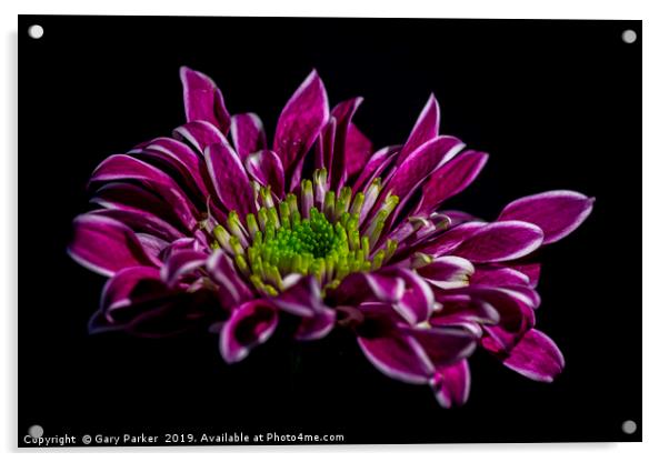 purple flower with white edged petals, isolated Acrylic by Gary Parker