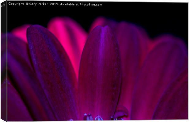 Close up of purple/red flower petals, back lit Canvas Print by Gary Parker