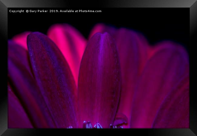 Close up of purple/red flower petals, back lit Framed Print by Gary Parker