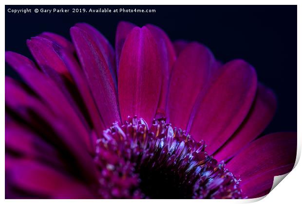 Close up of purple/red flower petals, back lit Print by Gary Parker