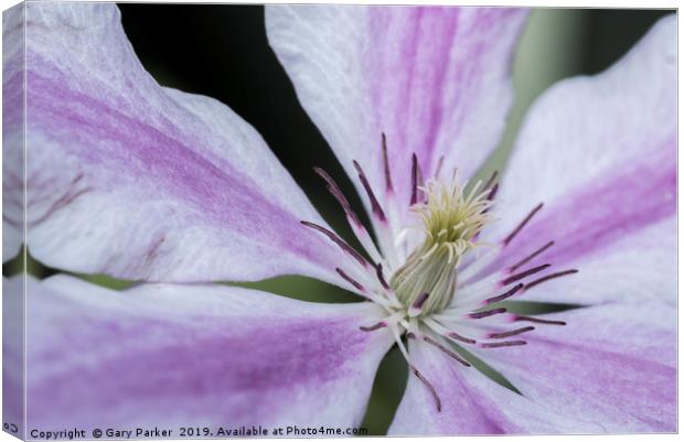 Close up of a purple and white Clematis	  Canvas Print by Gary Parker