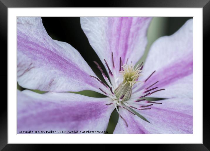 Close up of a purple and white Clematis	  Framed Mounted Print by Gary Parker