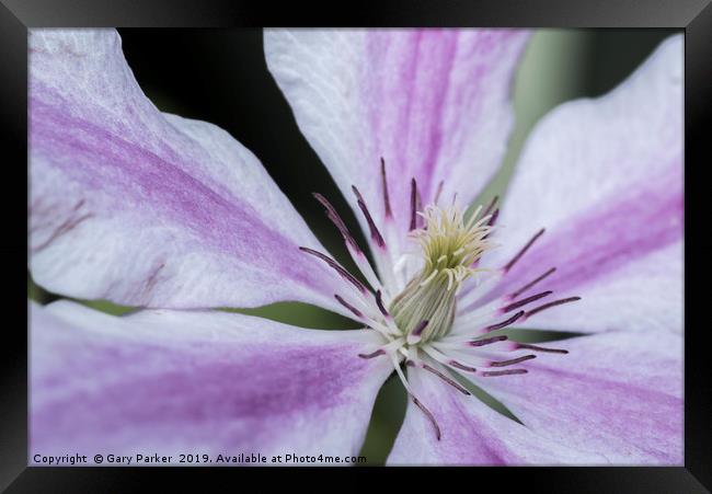 Close up of a purple and white Clematis	  Framed Print by Gary Parker