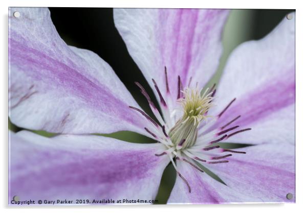 Close up of a purple and white Clematis	  Acrylic by Gary Parker