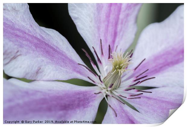 Close up of a purple and white Clematis	  Print by Gary Parker