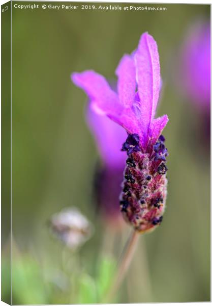 Single Lavender flower, isolated Canvas Print by Gary Parker