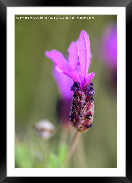 Single Lavender flower, isolated Framed Mounted Print by Gary Parker