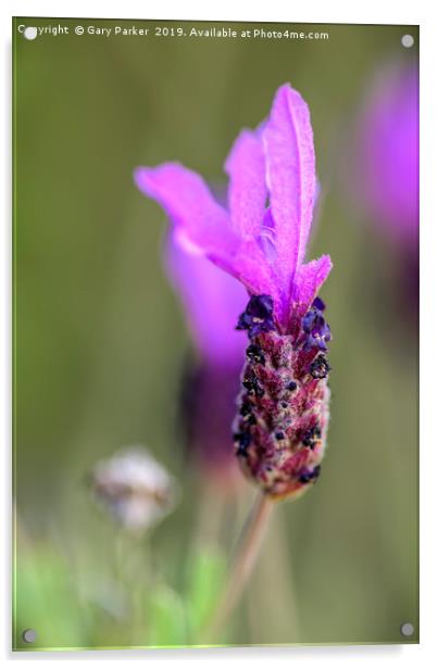 Single Lavender flower, isolated Acrylic by Gary Parker