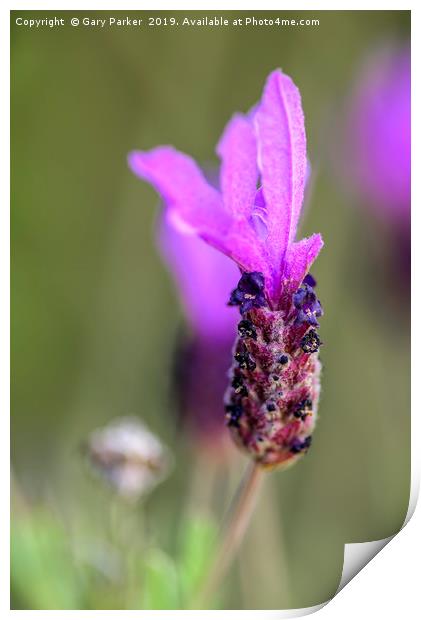 Single Lavender flower, isolated Print by Gary Parker