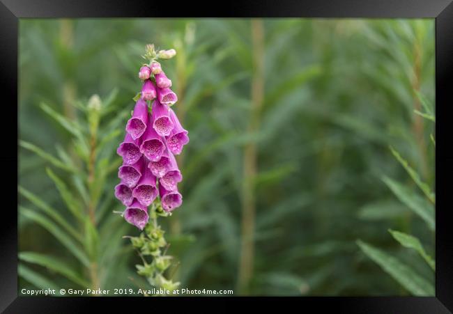 Foxglove flower in bloom, in its natural habitat Framed Print by Gary Parker
