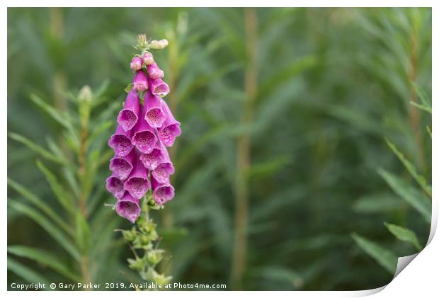 Foxglove flower in bloom, in its natural habitat Print by Gary Parker