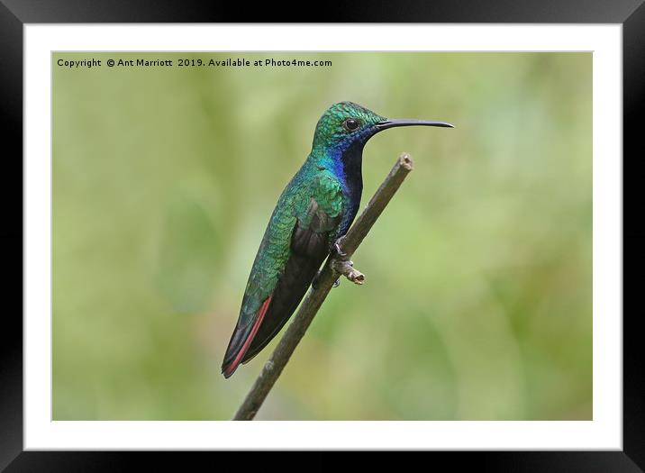 Black-throated Mango - Anthracothorax nigricollis Framed Mounted Print by Ant Marriott