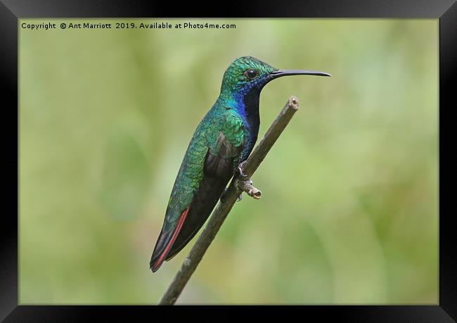Black-throated Mango - Anthracothorax nigricollis Framed Print by Ant Marriott