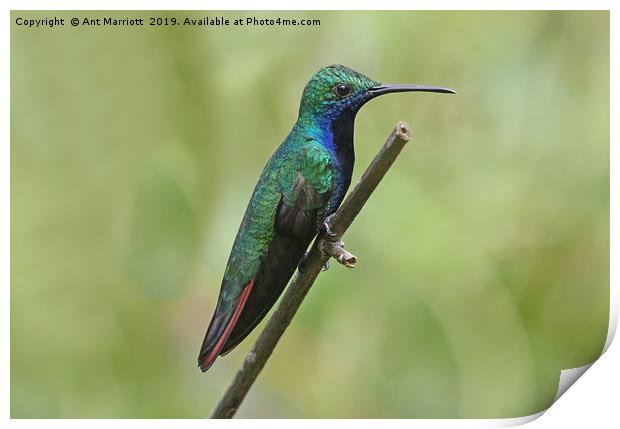 Black-throated Mango - Anthracothorax nigricollis Print by Ant Marriott