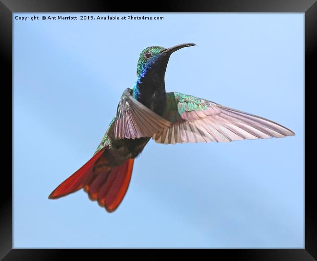 Black-throated Mango - Anthracothorax nigricollis Framed Print by Ant Marriott