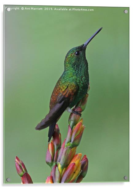 Copper-rumped Hummingbird - Amazilia tobaci Acrylic by Ant Marriott