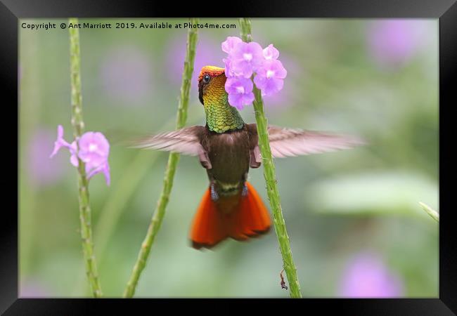 Ruby-topaz Hummingbird - Chrysolampis mosquitus Framed Print by Ant Marriott
