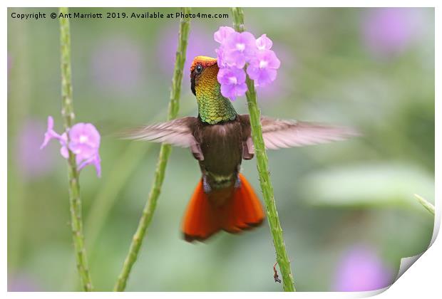 Ruby-topaz Hummingbird - Chrysolampis mosquitus Print by Ant Marriott