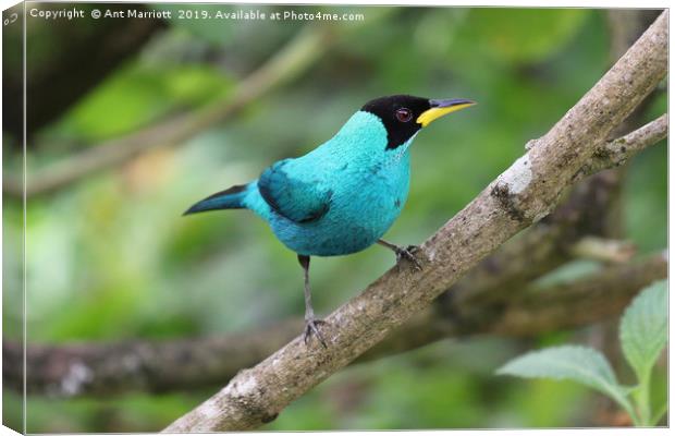Green Honeycreeper - Chlorophanes spiza Canvas Print by Ant Marriott