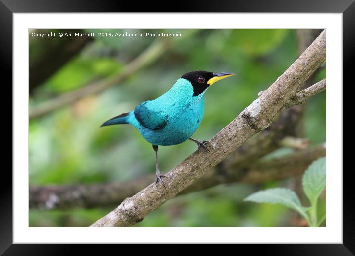 Green Honeycreeper - Chlorophanes spiza Framed Mounted Print by Ant Marriott
