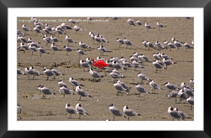 Scarlet Ibis - Eudocimus ruber Framed Mounted Print by Ant Marriott