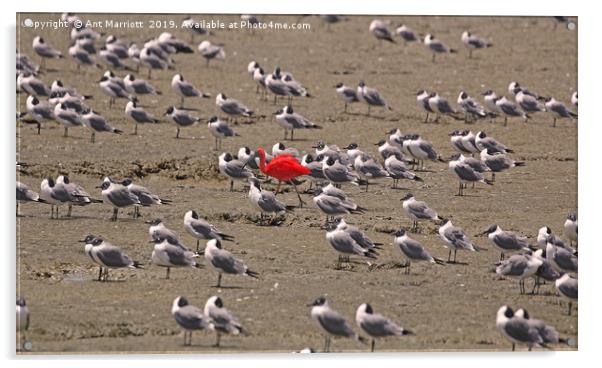 Scarlet Ibis - Eudocimus ruber Acrylic by Ant Marriott