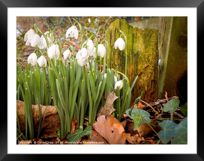 Spring is sprung? Framed Mounted Print by Colin Chipp
