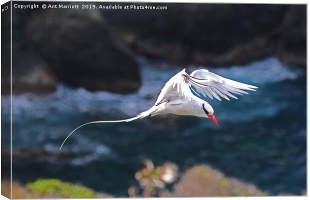 Red-billed Tropicbird - Phaethon aethereus Canvas Print by Ant Marriott
