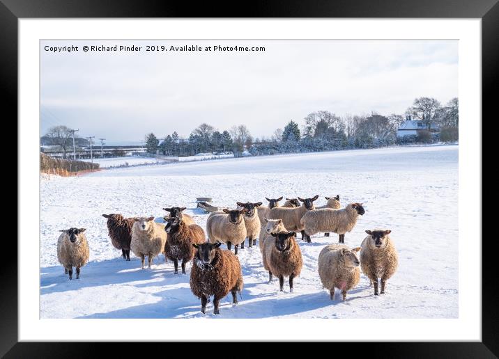 Winter Sheep. Framed Mounted Print by Richard Pinder