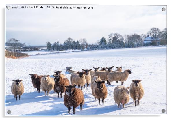 Winter Sheep. Acrylic by Richard Pinder
