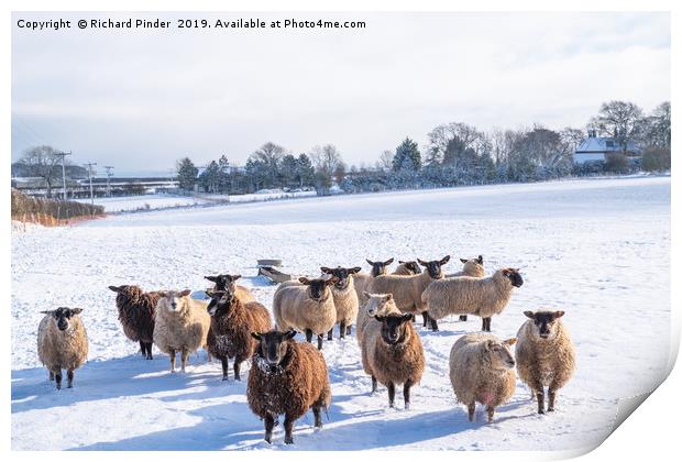 Winter Sheep. Print by Richard Pinder