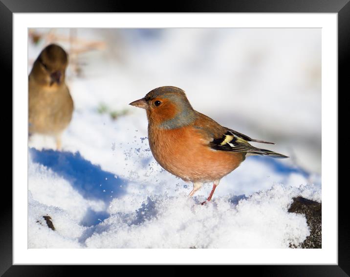 Chaffinch in the snow. Framed Mounted Print by Tommy Dickson
