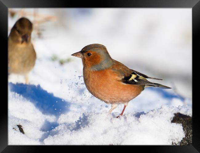 Chaffinch in the snow. Framed Print by Tommy Dickson