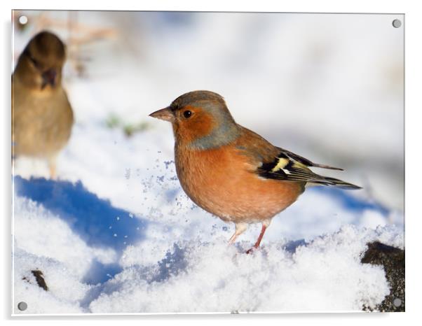Chaffinch in the snow. Acrylic by Tommy Dickson