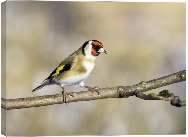 Goldfinch. Canvas Print by Tommy Dickson