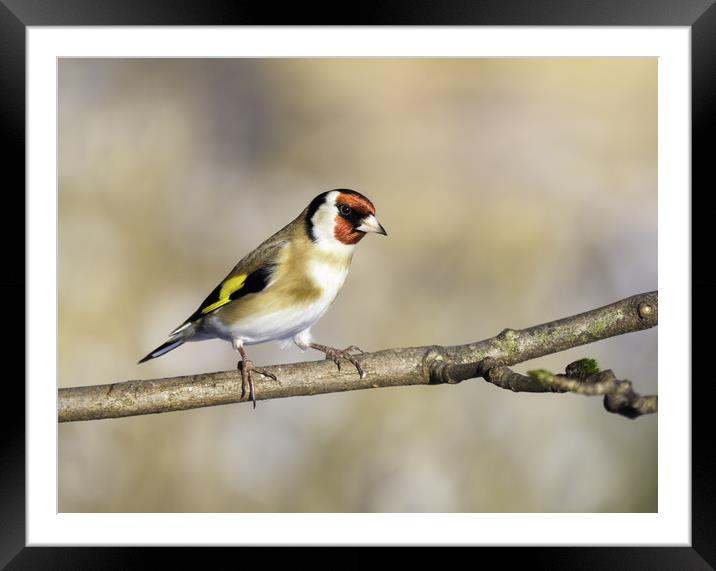 Goldfinch. Framed Mounted Print by Tommy Dickson