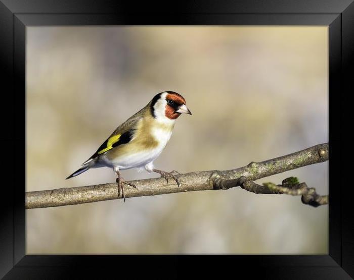 Goldfinch. Framed Print by Tommy Dickson
