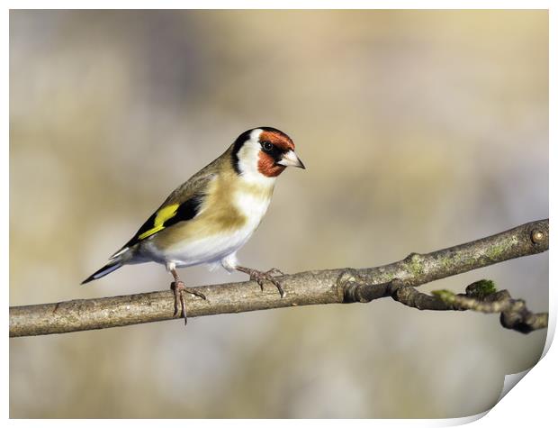 Goldfinch. Print by Tommy Dickson