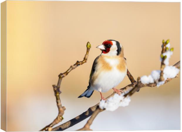 Goldfinch on a snowy winters day. Canvas Print by Tommy Dickson