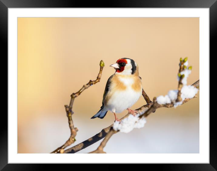 Goldfinch on a snowy winters day. Framed Mounted Print by Tommy Dickson