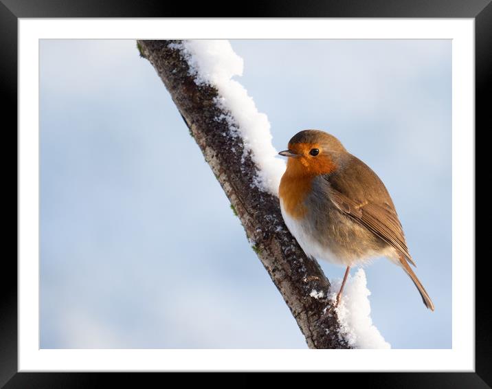 Robin redbreast on a snow covered branch. Framed Mounted Print by Tommy Dickson
